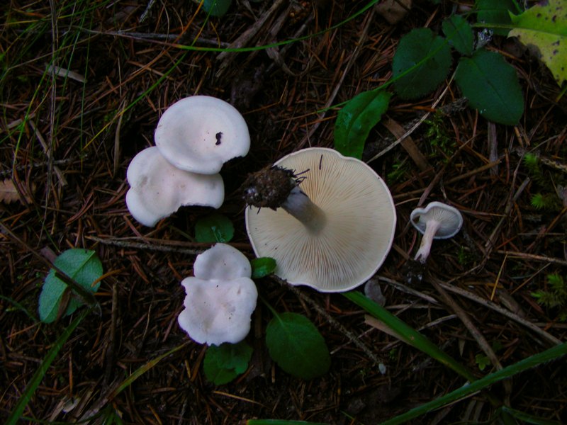 pecceta montana autunnale